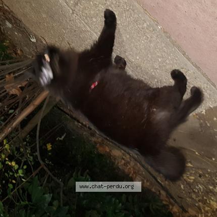 Photo 1/1 Cat reunited Found in Villeurbanne