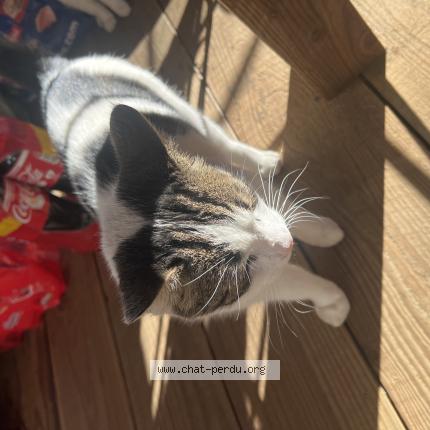 Photo 1/3 Found cat Found in St sulpice et cameyrac