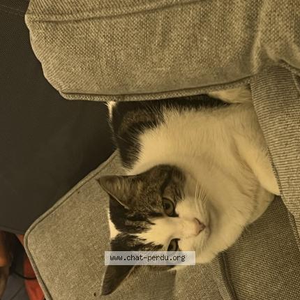 Photo 3/3 Found cat Found in St sulpice et cameyrac