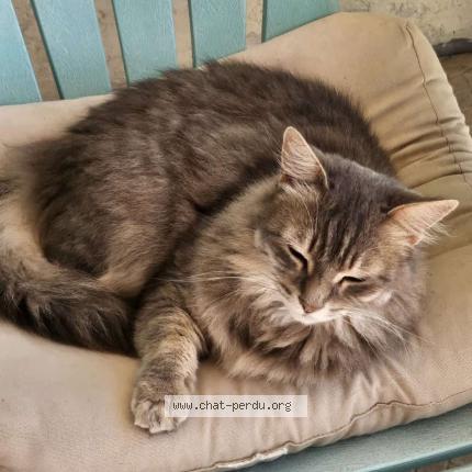 Photo 1/1 Starlette Chat lost in Combs la ville