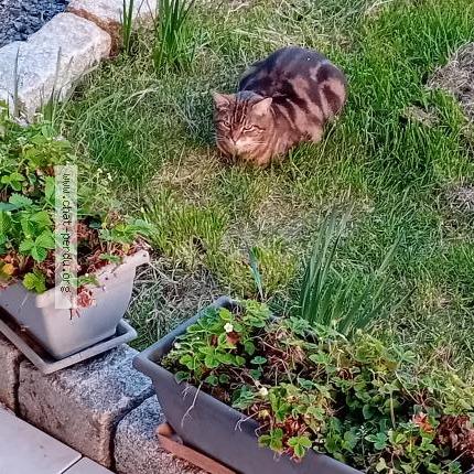 Photo 1/1 Loupix Chat lost in Tours