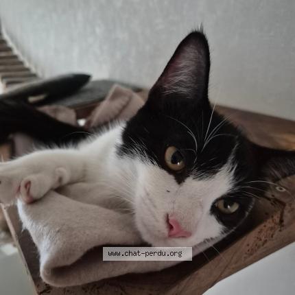 Photo 1/1 Felix Chat lost in Brive la gaillarde