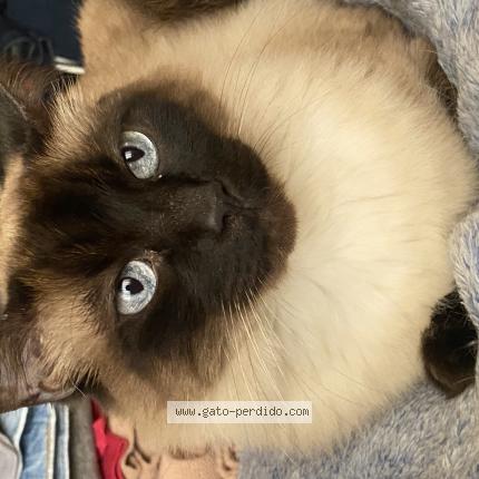 Photo 1/1 Kirito Chat lost in Lima surco