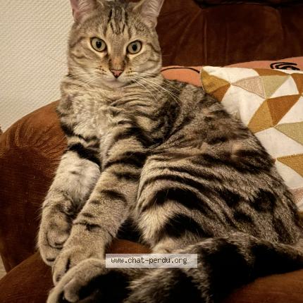 Photo 1/1 Manteau Chat lost in Bining