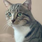 Picture of cat lost at Saint Maur Des Fosses