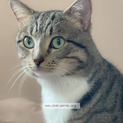 Photo 1/1 Loulou Chat lost in Saint maur des fosses