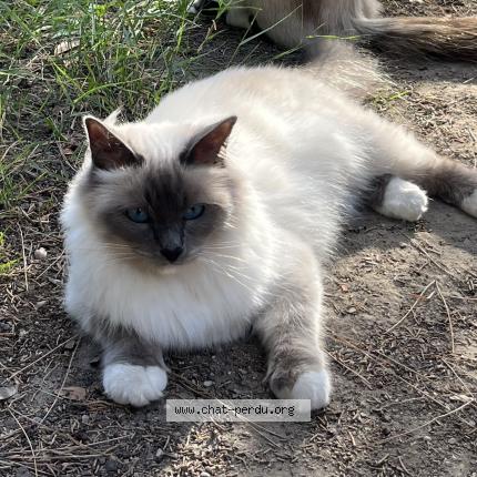 Photo 1/1 Tao Chat lost in Montpellier