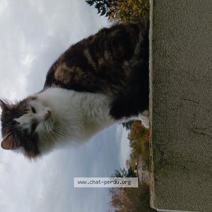 Photo 1/1 Filou Chat lost in Saint vallier