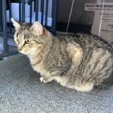 Picture of cat lost at Valentigney