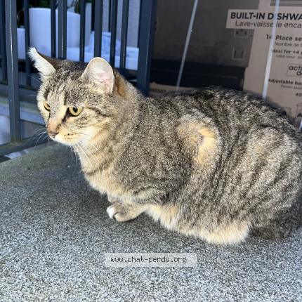 Photo 1/1 Olympe Chat lost in Valentigney