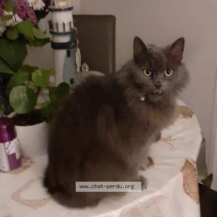 Photo 1/1 Gribouille Chat lost in Middelkerke