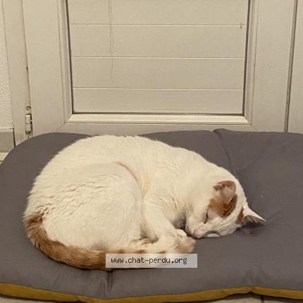 Photo 1/1 Max Chat lost in Doazit