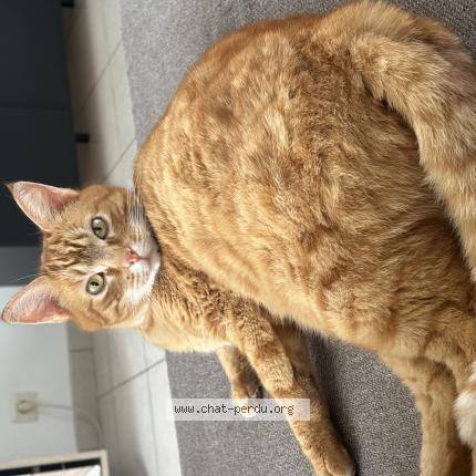 Photo 1/1 Ruby Chat lost in Mulsans