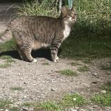 Picture of cat found at Saint Florent Le Vieil