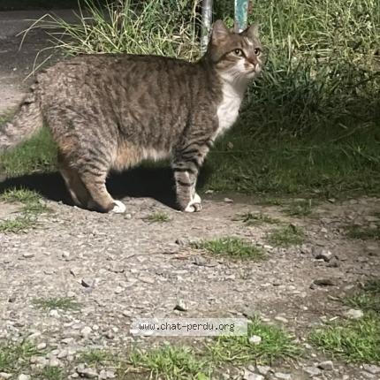 Photo 1/1 Found cat Found in Saint florent le vieil