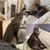 Photo of a cat found in La Plata