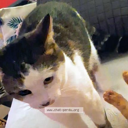 Photo 1/1 Cat reunited Lost in Le temple