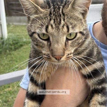 Photo 1/1 YOKO Chat lost in Toulouse