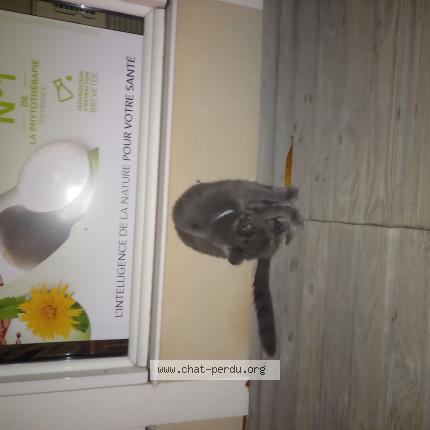 Photo 1/1 Found cat Found in Poua