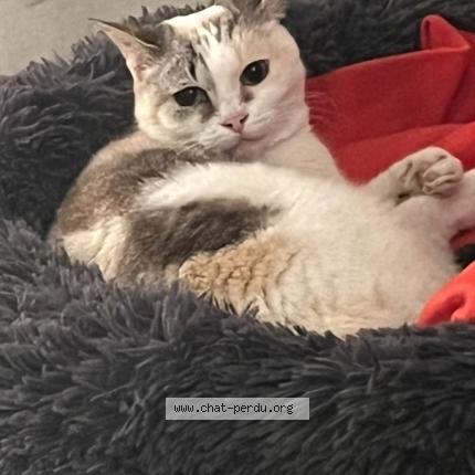 Photo 1/1 Swing Chat lost in Lattes