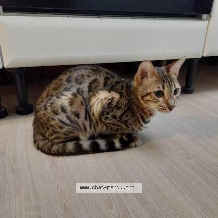 Photo 1/1 Artemis Chat lost in Ennetiere en weppe