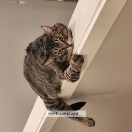 Photo 1/1 Indica Cat lost in Portland