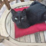 Picture of cat lost at Jassans