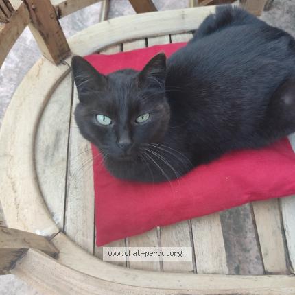 Photo 1/1 Minette Chat lost in Jassans