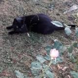 Picture of cat lost at Craon