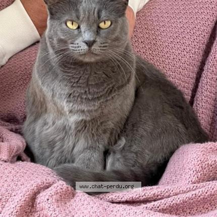 Photo 1/1 Popy Chat lost in Montpellier