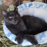 Picture of cat lost at Medina