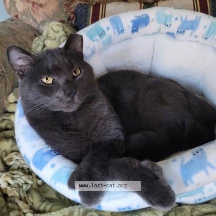 Photo 1/1 Erica L Goldman Chat lost in Medina