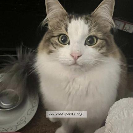 Photo 1/1 Miaou Chat lost in Auderghem