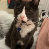 Picture of cat lost at Montreal