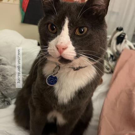 Photo 1/1 Doubi Cat lost in Montreal