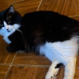 Picture of cat lost at Memphis