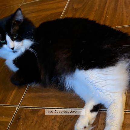 Photo 1/1 Rocky Boy Chat lost in Memphis