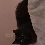 Picture of cat lost at Lomita