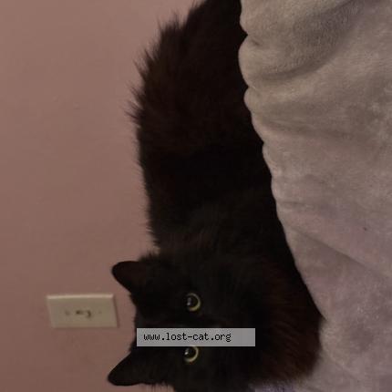 Photo 1/1 Ren Chat lost in Lomita