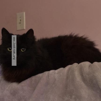 Photo 1/1 Ren Cat lost in Lomita