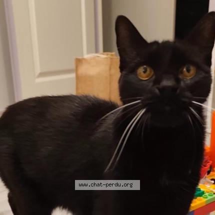 Photo 1/2 Heaven Chat lost in L isle jourdain