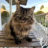 Picture of cat lost at Creteil