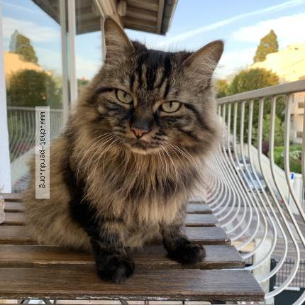 Photo 1/1 Pin's Chat lost in Creteil