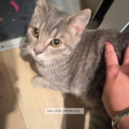 Photo 1/1 Found cat Found in Machelen