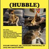 Picture of cat lost at Tucson