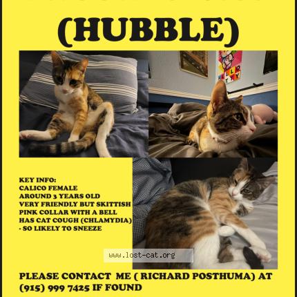 Photo 1/1 Hubble Chat lost in Tucson