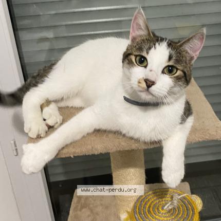 Photo 1/1 Nour Chat lost in Conflans sainte honorine