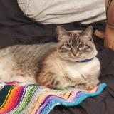 Picture of cat lost at Santa Rosa