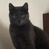 Picture of cat lost at Colorado Springs