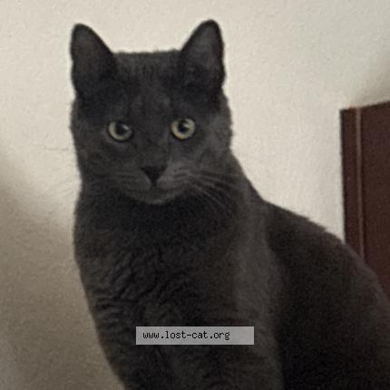 Photo 1/1 Rocket Chat lost in Colorado springs